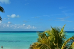 DSC_3990 (800x533)